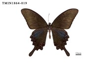 藏品(翠鳳蝶)的圖片